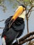 Toucan exotic tropical bird