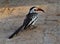 Toucan on the ground, Kenya, Africa