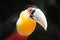 Toucan head at Parque das aves