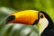 A Toucan with its orange beak