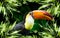 Toucan in the jungle of Costa Rica,