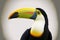 Toucan with a Keel Bill, native to Central America. Alone on White