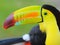 Toucan. Keel Billed Toucan, from Central America. Macro