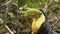 toucan looking around