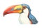 toucan looking directly at the viewer, proudly displaying its beak