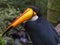 Toucan looking down in a brazilian park