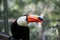 Toucan looking to the right