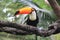 Toucan with a massive orange beak sits on a branch