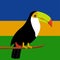 Toucan with a multicolored beak. Toucan. Bird. A noisy bird. A bird with a big beak.