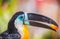 Toucan with multiple colors with something in its beak