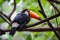 Toucan, National park Iguazu, Brazil