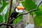 Toucan, National park Iguazu, Brazil