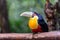 Toucan, National park Iguazu, Brazil