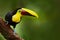 Toucan in the nature.