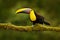 Toucan in the nature. Back sun light. Chesnut-mandibled Toucan sitting on the branch in tropical rain with green jungle background