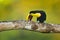 Toucan in the nature. Colourful bird with big yellow and brown bill. Tropical bird on the branch with clear green background.