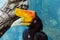Toucan with Orange Beak