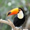 Toucan outdoor - Ramphastos sulphuratus