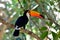 Toucan outdoor - Ramphastos sulphuratus