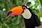 Toucan outdoor - Ramphastos sulphuratus