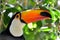 Toucan outdoor - Ramphastos sulphuratus