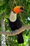 Toucan outdoor - Ramphastos sulphuratus