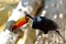 Toucan outdoor - Ramphastos sulphuratus