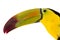 Toucan over white background