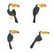 Toucan parrot bird icons set, flat style