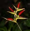 Toucan Peak Flower