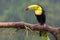 Toucan perched on branch. Costa Rica forest.