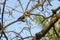 Toucan perched among tree branches during the afternoon