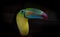 A Toucan Portrait