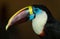 Toucan portrait