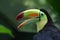 Toucan Profile