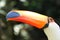 Toucan profile