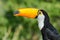 A toucan in profile in the jungle