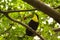 Toucan in rain forest with tree and foliage, early in the morning after rain.