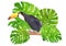 Toucan Ramphastos toco bird sitting on tree branch and tropical monstera leaves, watercolor hand painted illustration