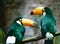 Toucan (Ramphastos toco) couple sitting on a branch