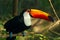 Toucan Ramphastos toco is sitting on the branch