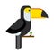 Toucan ramphastos toco sitting on tree branch and tropical wild colorful bird flat vector.