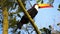 Toucan resting on tree branches