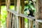 A Toucan resting on a wooden railing