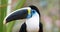 Toucan seen from the front in Ecuadorian amazon. Common names: Tucan