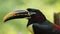 Toucan seen in profile in Ecuadorian amazon. Common names: Pichilingo