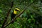 Toucan sitting on the branch in the forest, Boca Tapada, green vegetation, Costa Rica. Nature travel in central America. Keel-bill