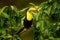 Toucan sitting on the branch in the forest, Boca Tapada, green vegetation, Costa Rica. Nature travel in central America. Keel-bill