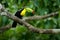 Toucan sitting on the branch in the forest, green vegetation, Panama. Nature travel in central America. Keel-billed Toucan, Rampha