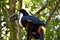 Toucan sitting in a tree